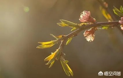 惊蛰是什么意思?