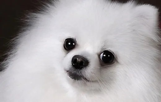 狗狗品种大全及图片