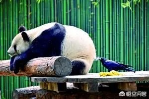 如何看待乌鸦拔熊猫毛搭窝？