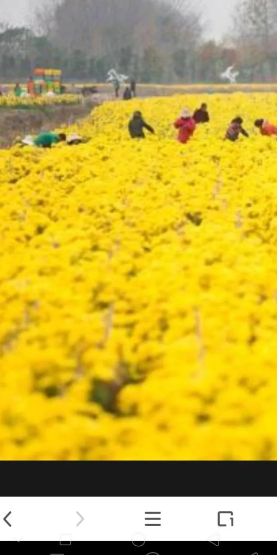 “黄花闺女”中的“黄花”到底是什么由来?