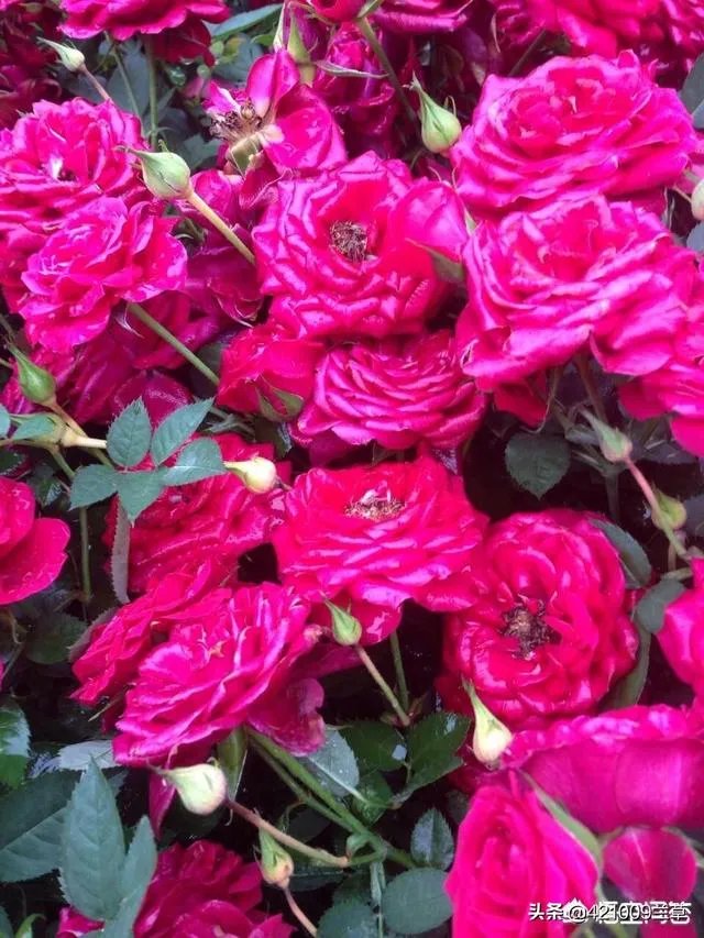 今天就是2019年11月28号感恩节了，你这一生最感恩的是谁？为什么？