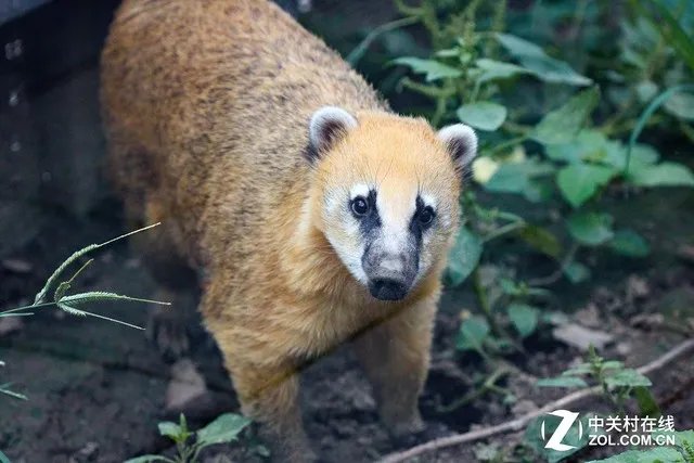 一镜走天下 佳能G3X大底长焦游玩使用攻略