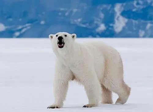 北极熊的毛是什么颜色的？