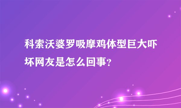 科索沃婆罗吸摩鸡体型巨大吓坏网友是怎么回事？