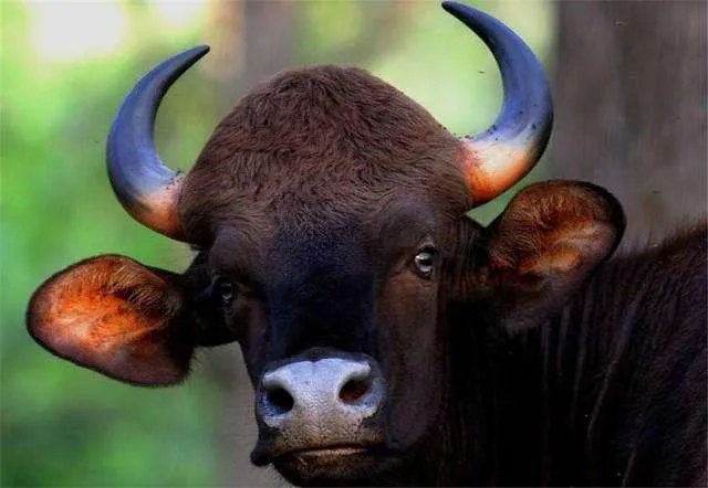 白肢野牛和非洲野牛哪个战斗力更强、牛角更有杀伤力?