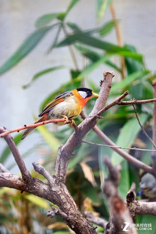 一镜走天下 佳能G3X大底长焦游玩使用攻略