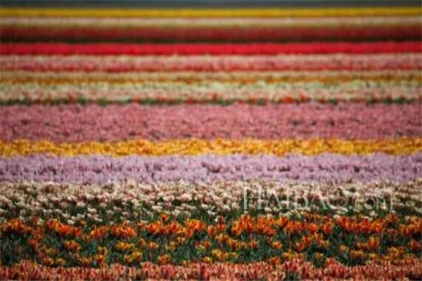 世界十大花海 最浪漫不过普罗旺斯薰衣草,一定要去