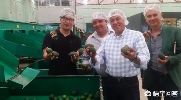 为什么智利和墨西哥都要争夺中国的牛油果市场？