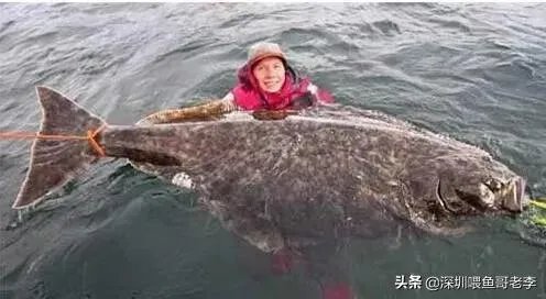 世界最大的鲶鱼都有哪些？