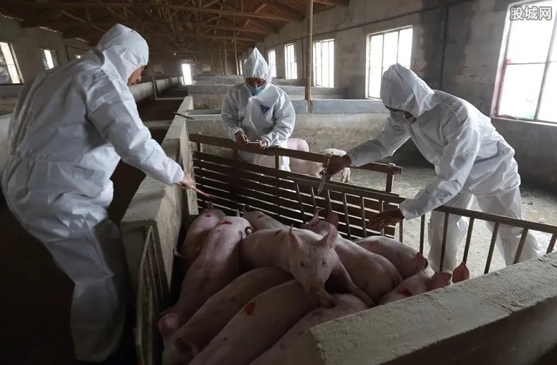 重庆酉阳排查出非洲猪瘟疫情 对所有猪仔已无害化处理