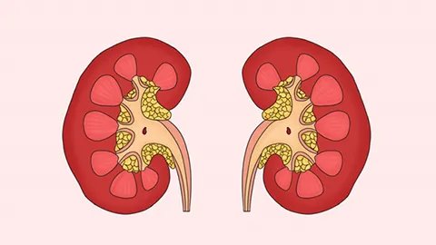 肾脏排毒的方法