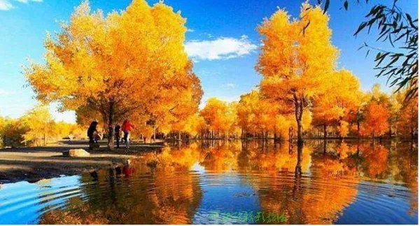 塔里木河胡杨林为何会被称为“人间仙境”？