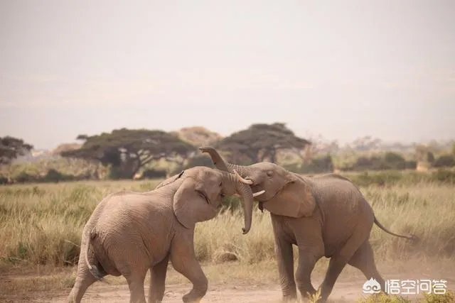 21世纪有哪些著名的旅行家？