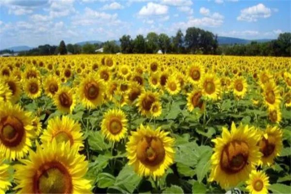 世界十大花海 最浪漫不过普罗旺斯薰衣草,一定要去