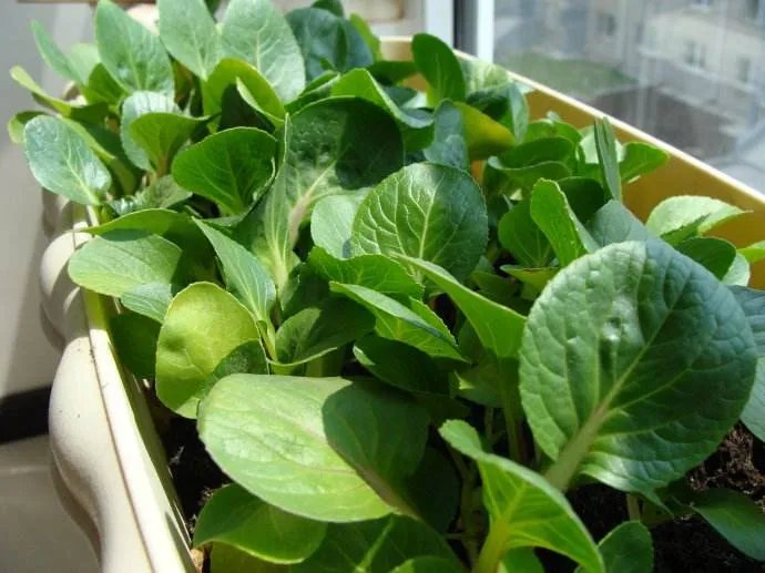 阳台种菜需要注意哪些 阳台种菜方法