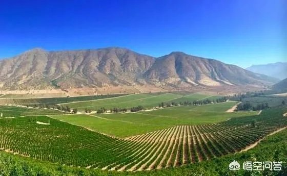 为什么智利和墨西哥都要争夺中国的牛油果市场？