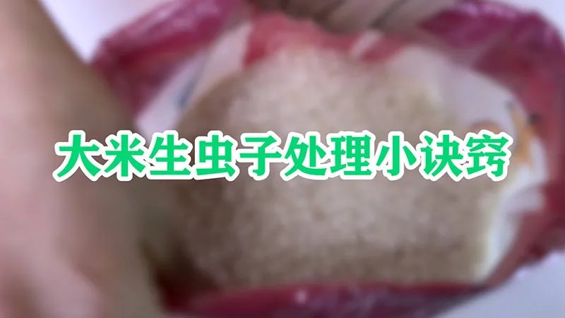 大米生虫子处理小诀窍