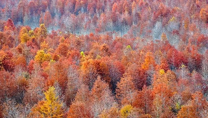 守护森林不被白蚁破坏的是什么