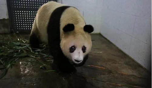 熊猫苏苏去世原因是什么？