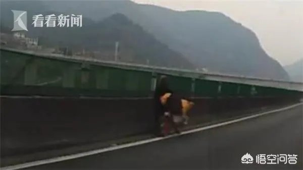 如何看待四川自贡一大爷,高速上“飙”共享单车欲返乡,结果骑反了,怎么看?