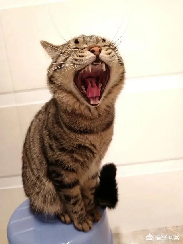 国足对阵伊朗队,你觉得是532阵型还是352阵型呢?韦世豪能不能进一个球呢?