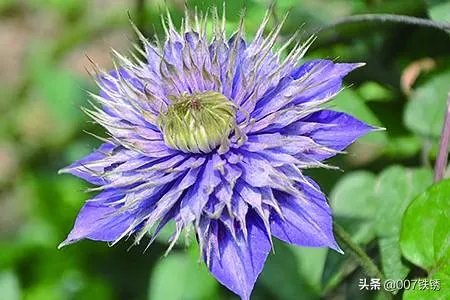 铁线莲的养殖方法和注意事项？