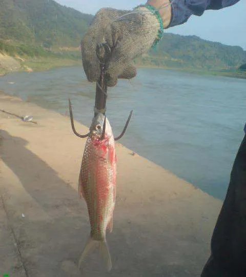 冬天锚钩锚鱼技巧