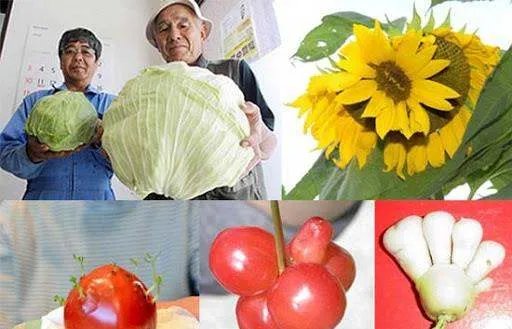 核辐射有多可怕?日本辐射后的蔬菜水果长什么样?