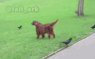 如何看待乌鸦拔熊猫毛搭窝？