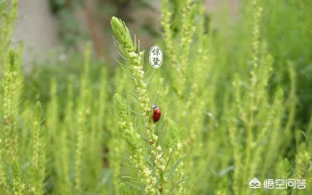 惊蛰是什么意思?