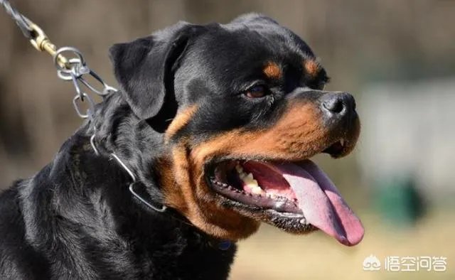 为什么罗威纳很少有人养？