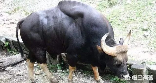 白肢野牛和非洲野牛哪个战斗力更强、牛角更有杀伤力?