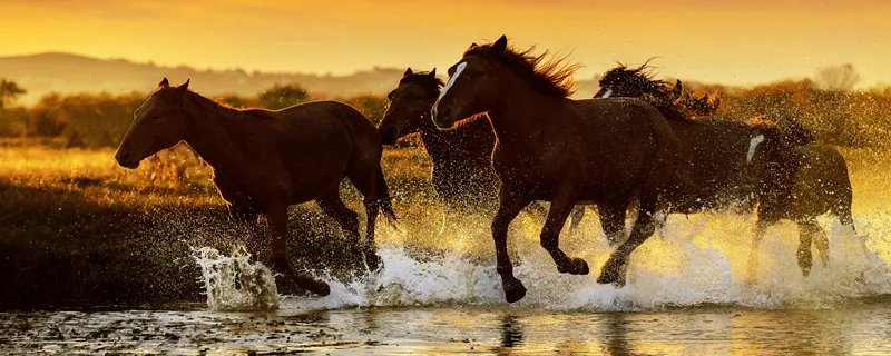 属马是哪一年出生的 属马是哪一年出生的年份