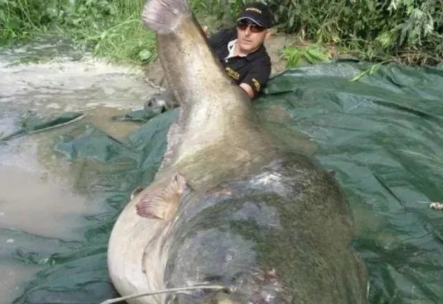 世界最大的鲶鱼都有哪些？