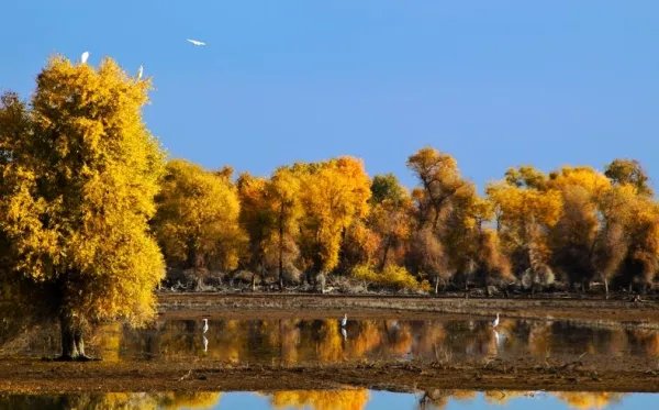塔里木河胡杨林为何会被称为“人间仙境”?