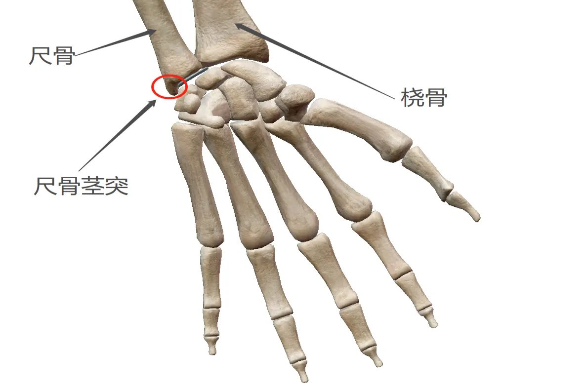 尺骨茎突的位置图