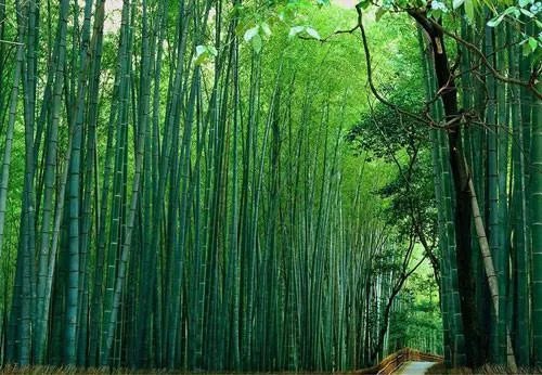 度啦啦旅行网的旅游行内概况