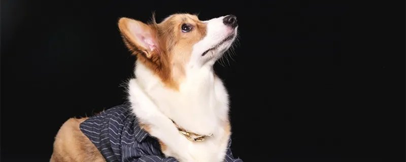 狗狗的寿命有多长时间 狗狗的寿命一般是几年