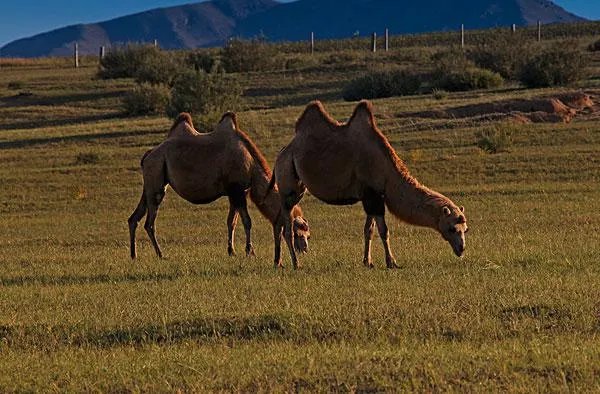 于月仙的死是不是有点奇怪，怎么就被骆驼撞死了呢？