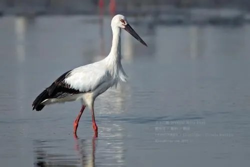 东方白鹳是国家保护动物吗？