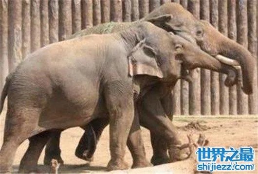 游客遭野象攻击，是去旅游还是去送命 