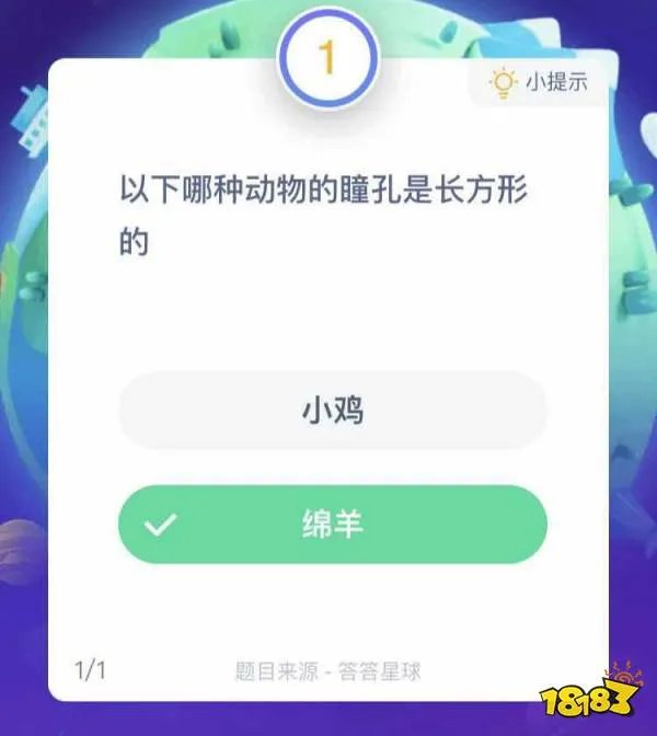 以下哪种动物的瞳孔是长方形的小鸡还是绵羊