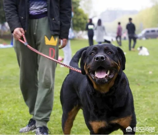 为什么罗威纳很少有人养？