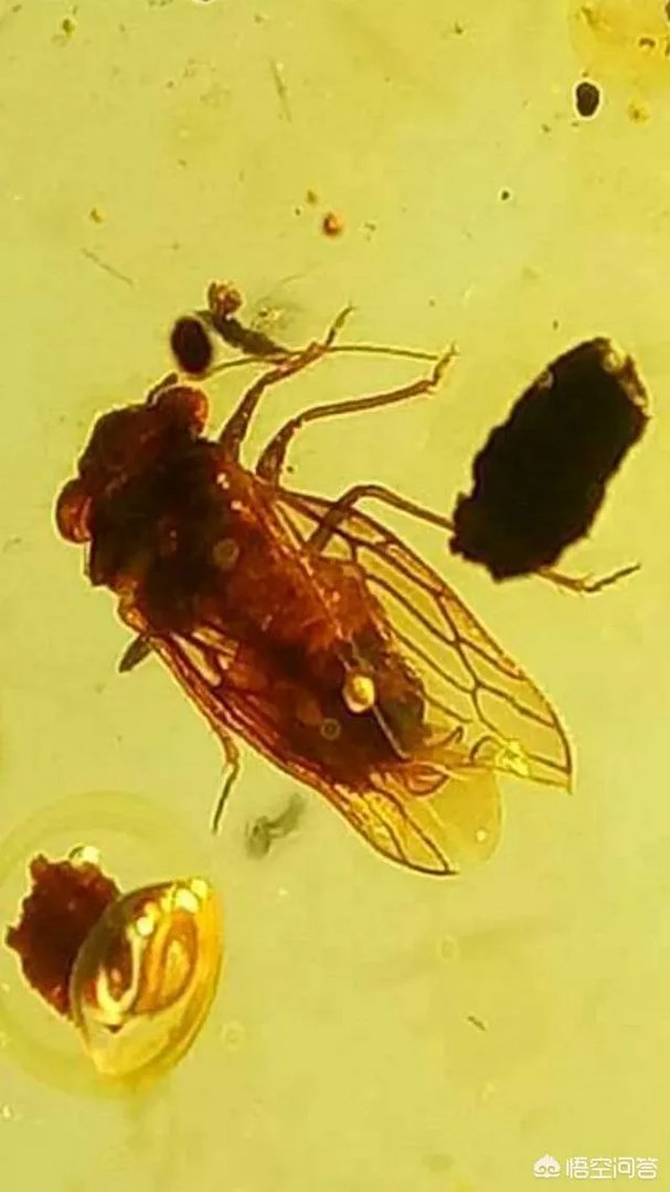 缅甸琥珀是最硬的琥珀吗?缅甸琥珀有什么特点?