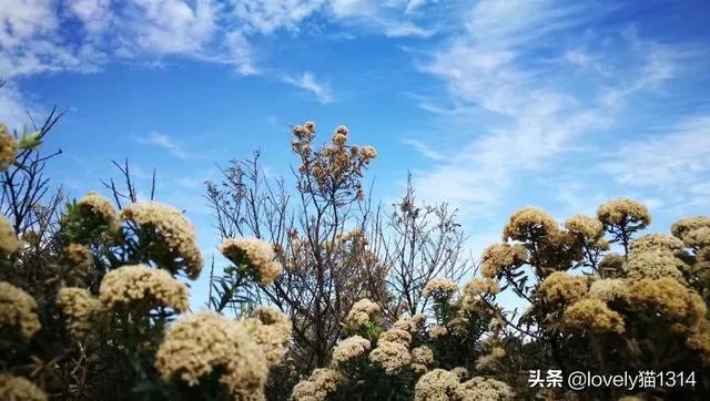 自由人旅行怎么样？