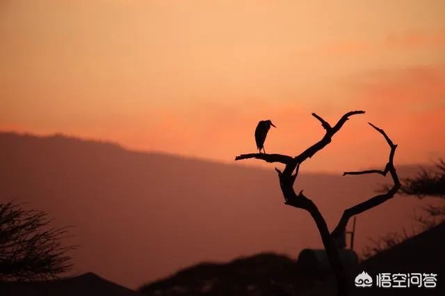 21世纪有哪些著名的旅行家？