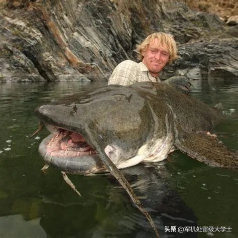 世界最大的鲶鱼都有哪些？