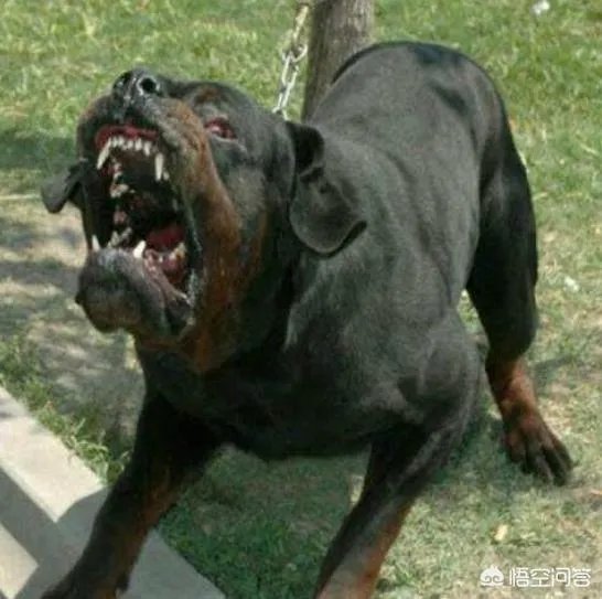 为什么罗威纳很少有人养？