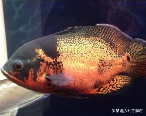 地图鱼怎样饲养?好样吗?有什么常见病?如何解决?