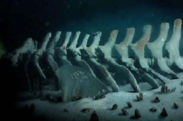 各位，女生说：鲸落，是什么意思